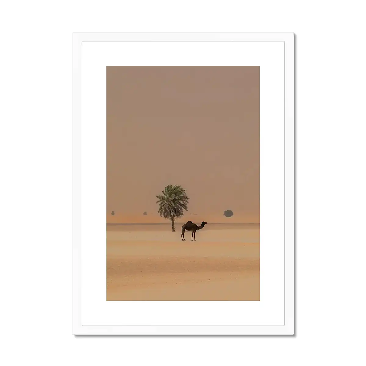 Camel Dammam Desert