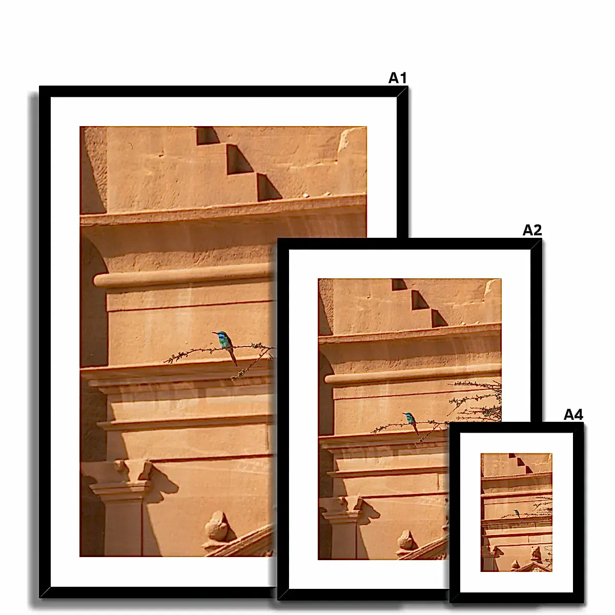 Hegra & Green Bee-Eater