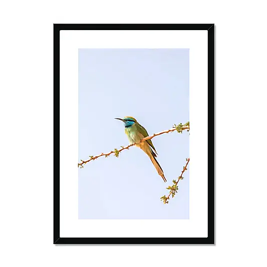 Arabian Green Bea-Eater