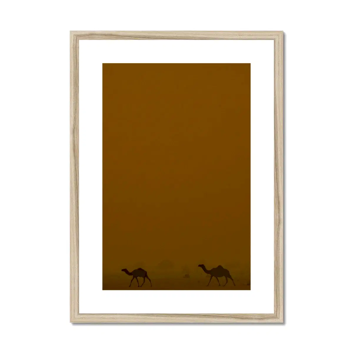 Roaming Camels II Riyadh