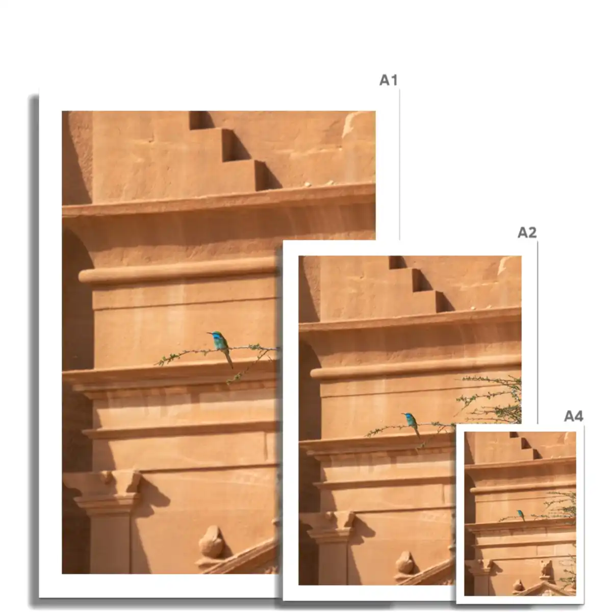 Hegra & Green Bee-Eater