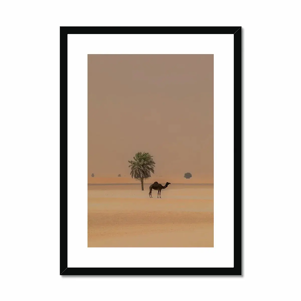 Camel Dammam Desert