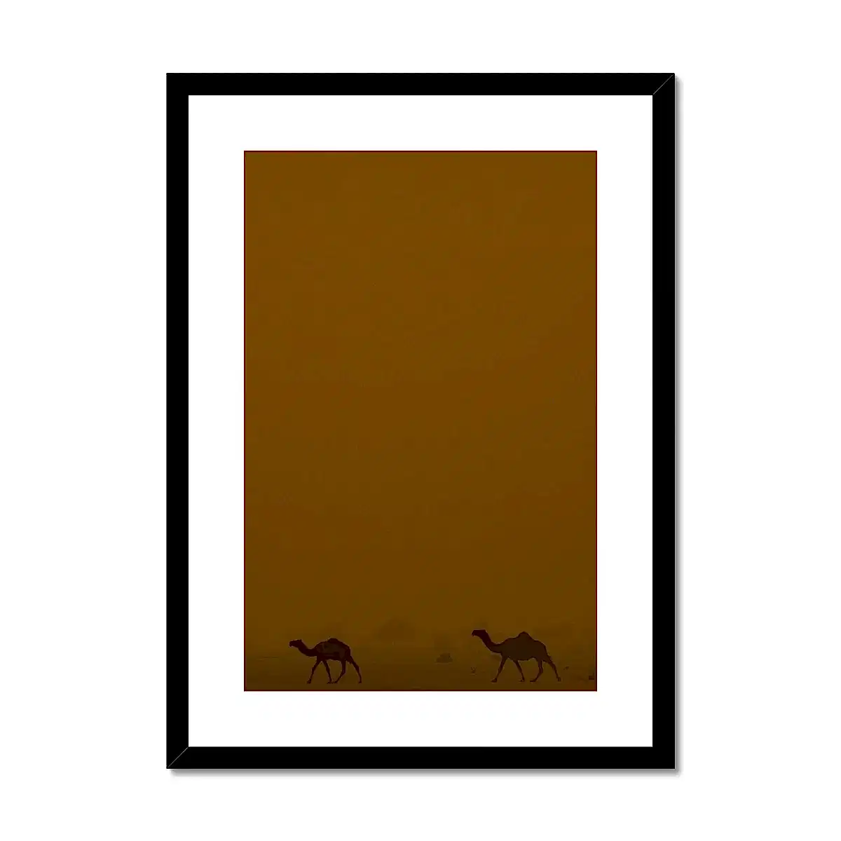 Roaming Camels II Riyadh