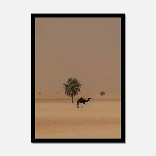 Camel Dammam Desert