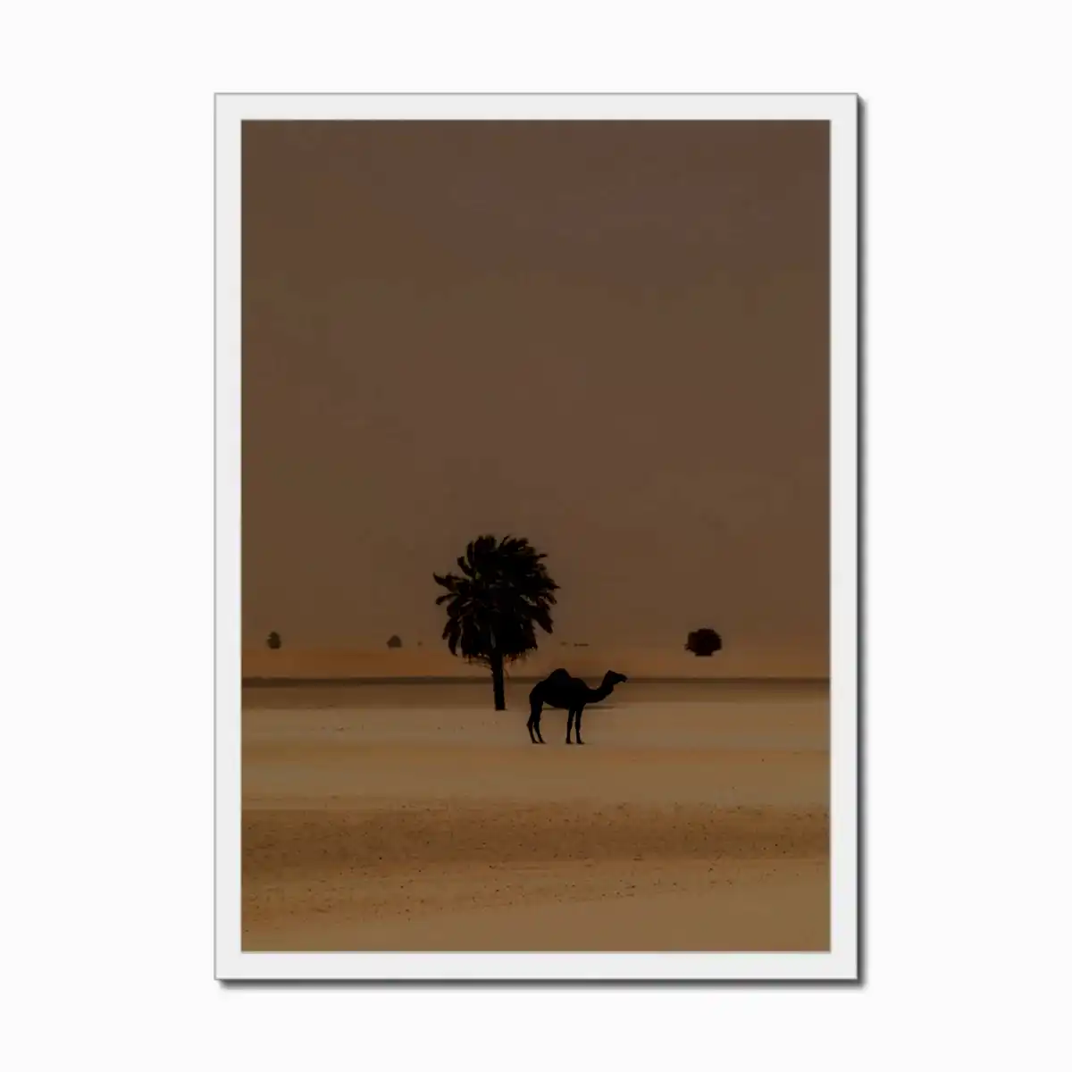 Camel Dammam Desert