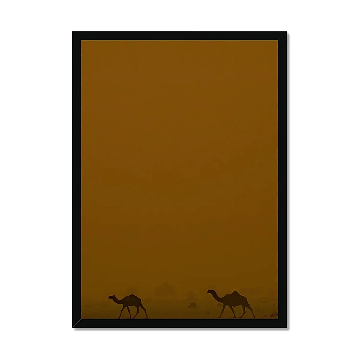 Roaming Camels II Riyadh