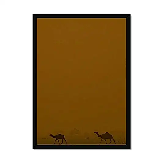 Roaming Camels II Riyadh