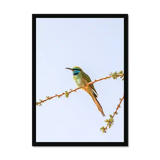 Arabian Green Bea-Eater