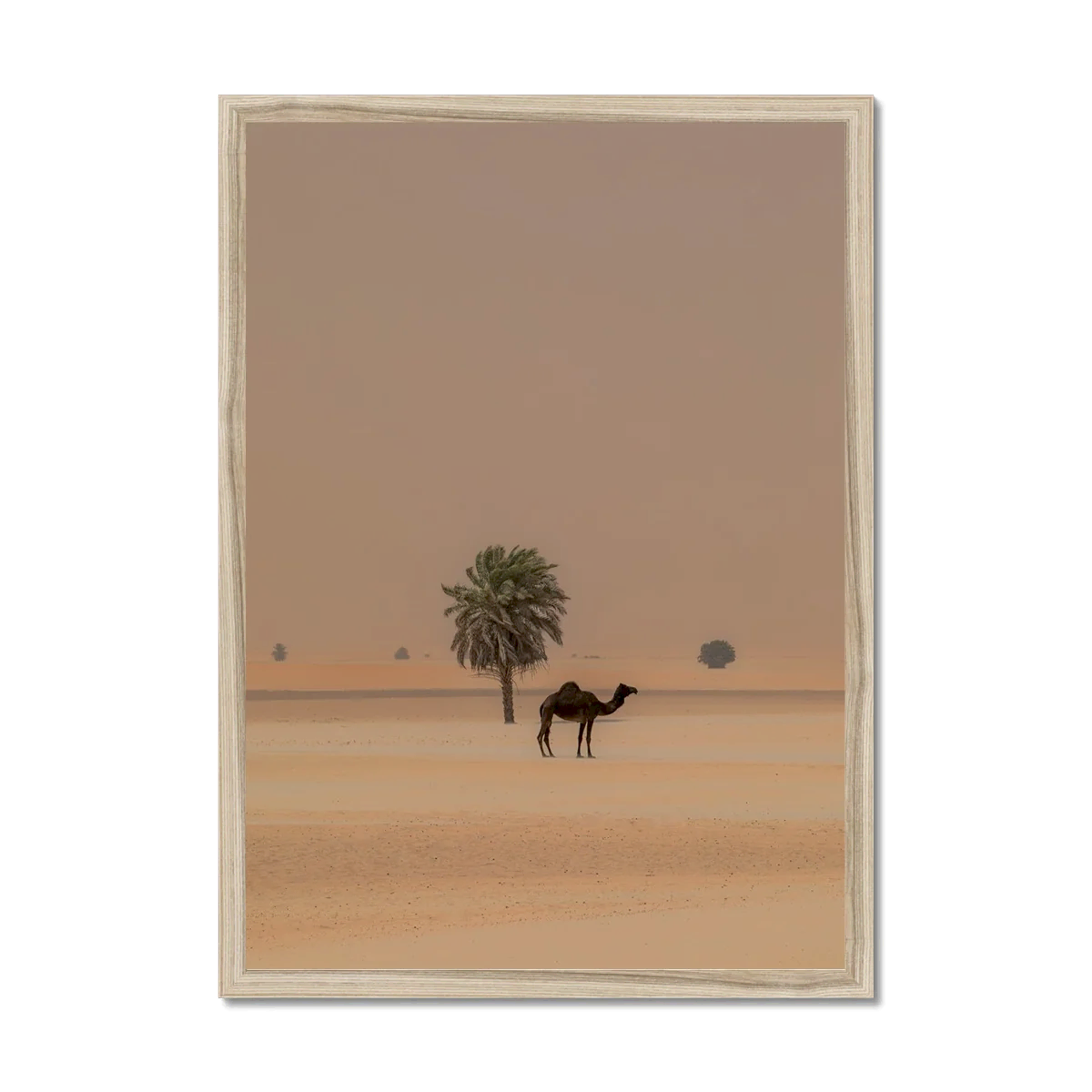 Camel Dammam Desert