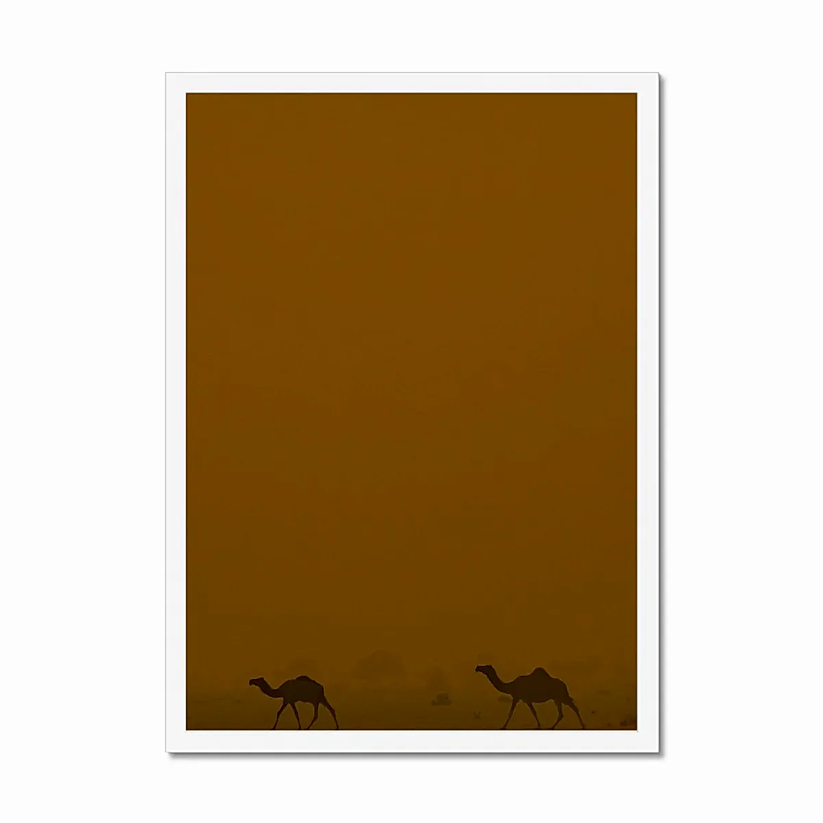 Roaming Camels II Riyadh