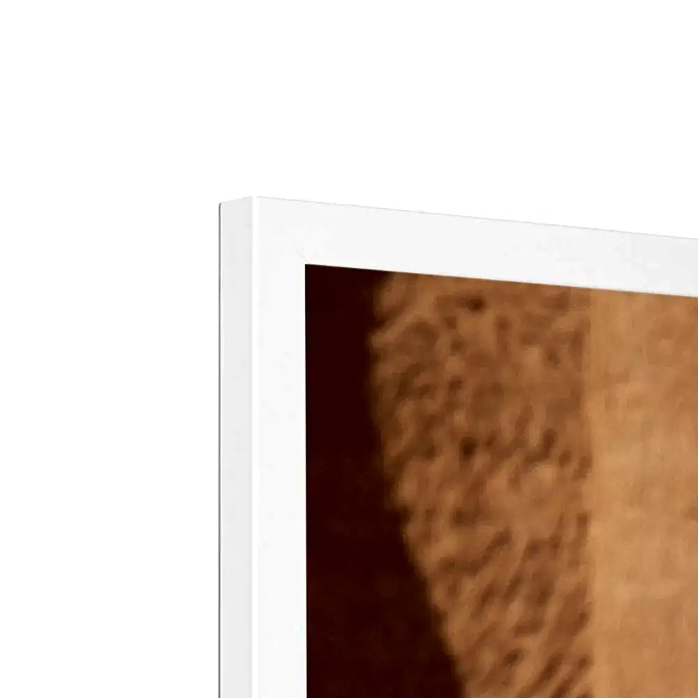 Hegra & Green Bee-Eater